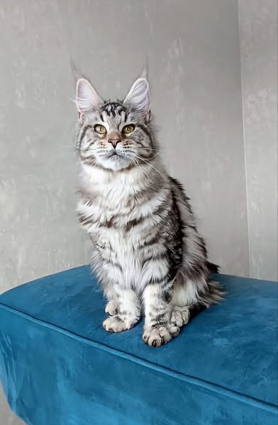 Maine Coon