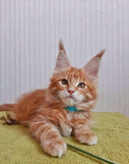 Maine Coon