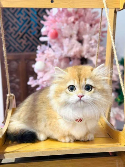 Munchkin Longhair