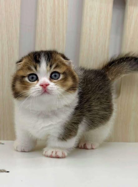 Munchkin Fold