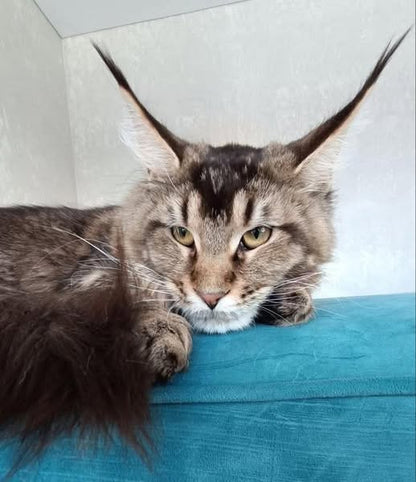 Maine Coon
