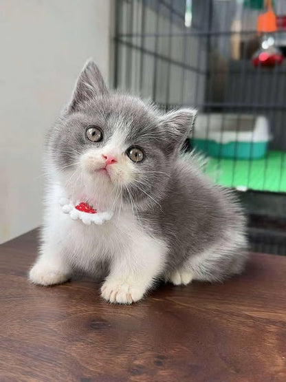 Munchkin