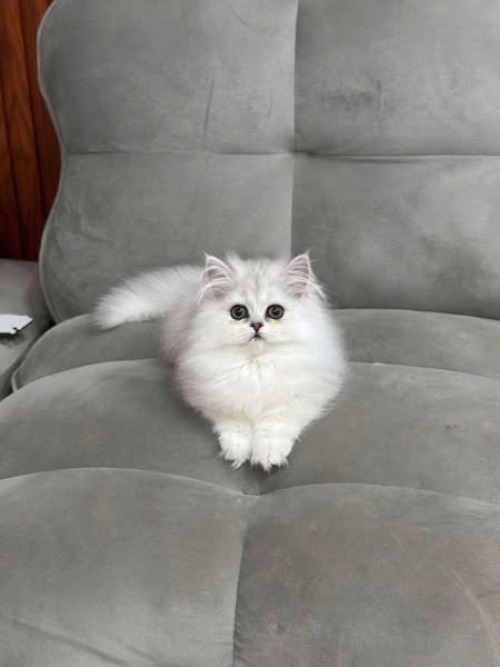 Munchkin Longhair