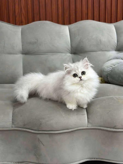 Munchkin Longhair