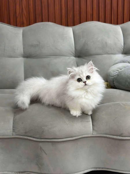 Munchkin Longhair