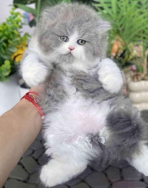 British Longhair