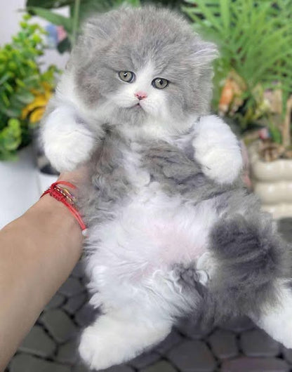 British Longhair