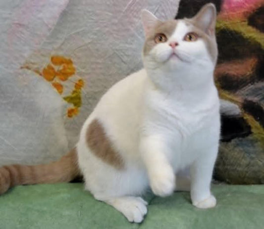 British Shorthair