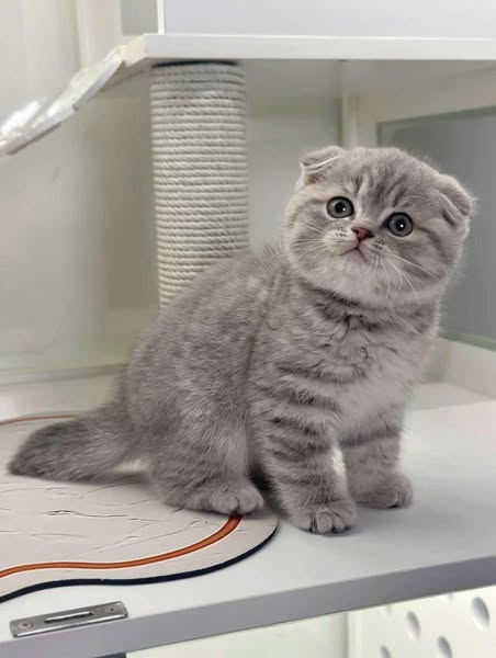Scottish Fold