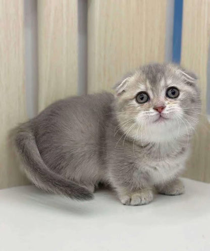 Munchkin Fold
