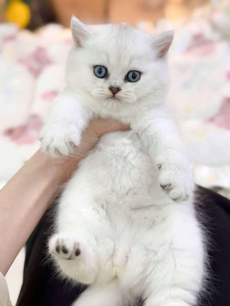 British Shorthair