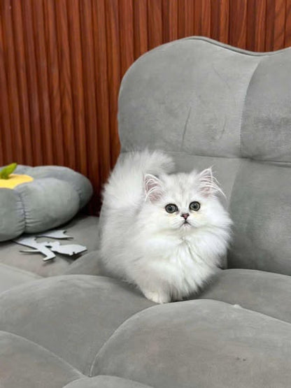 Munchkin Longhair