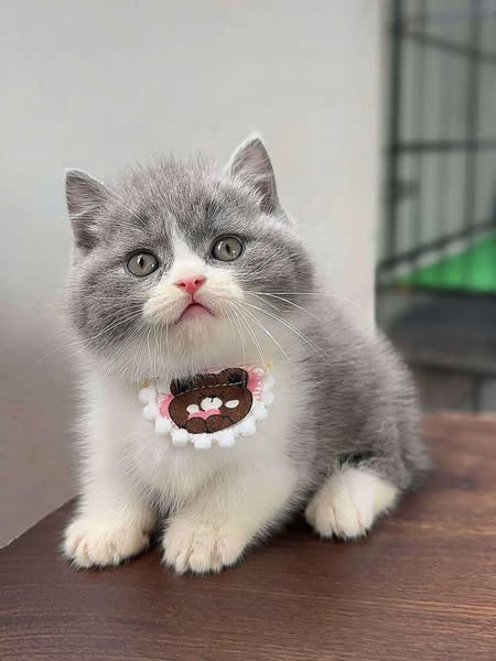Munchkin