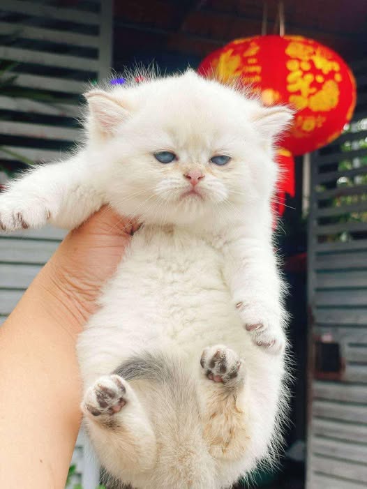 British Shorthair
