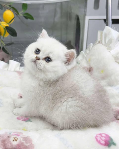British Shorthair