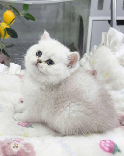 British Shorthair