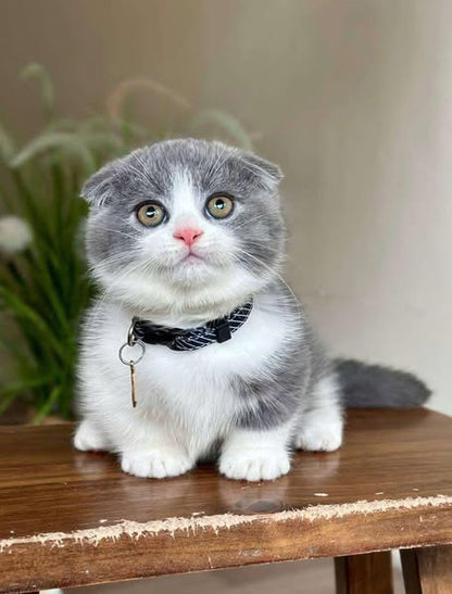 Munchkin Fold