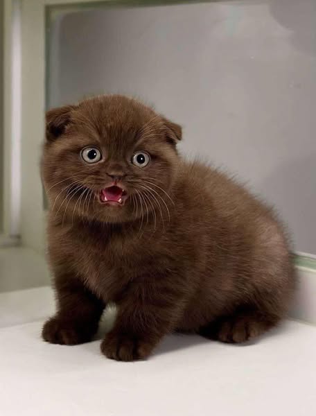 Scottish Fold