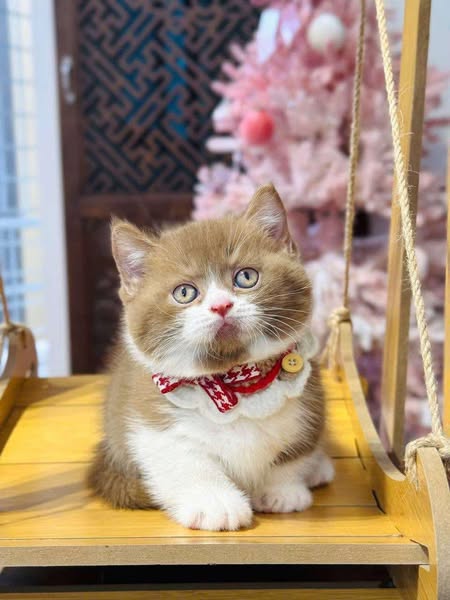 Munchkin