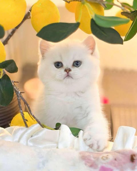 British Shorthair