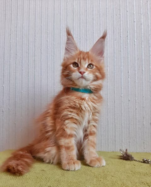 Maine Coon