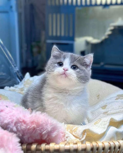 Munchkin