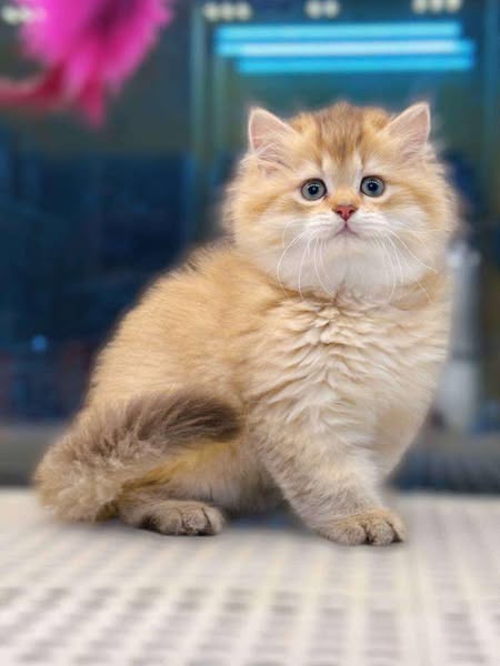 British Longhair