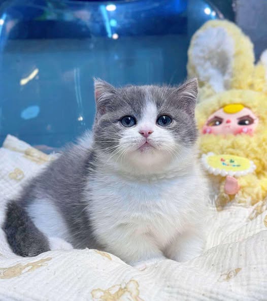 Munchkin