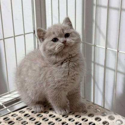 British Shorthair