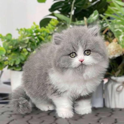 British Longhair