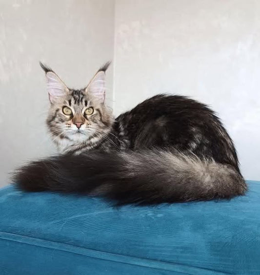 Maine Coon