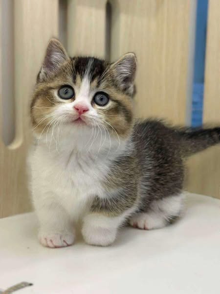 Munchkin
