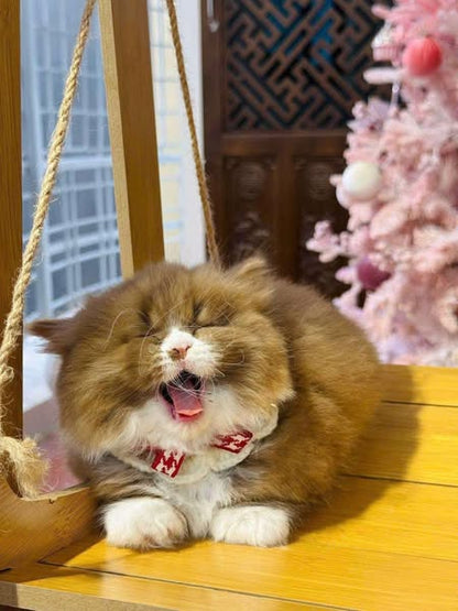 Munchkin Longhair