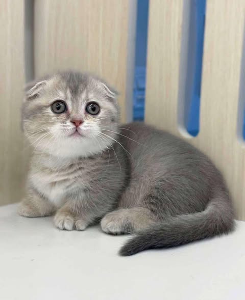 Munchkin Fold