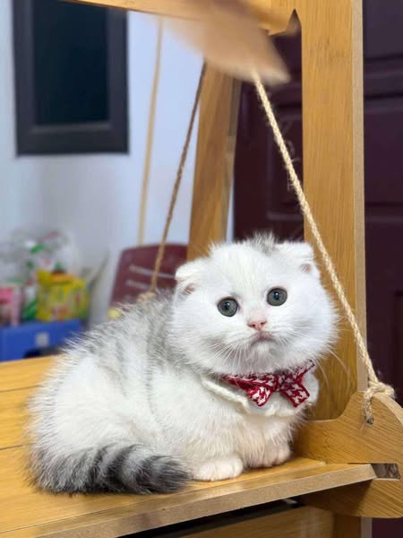Munchkin Longhair