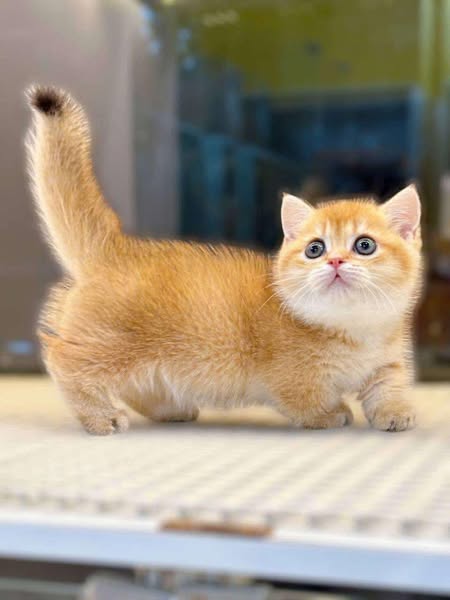 Munchkin