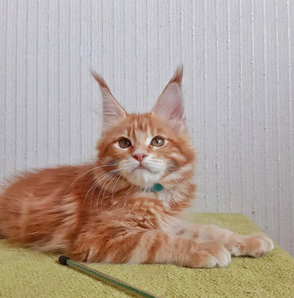 Maine Coon