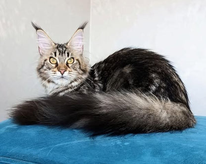 Maine Coon