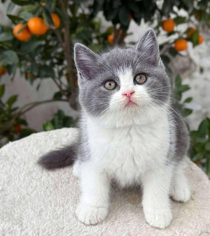 British Shorthair