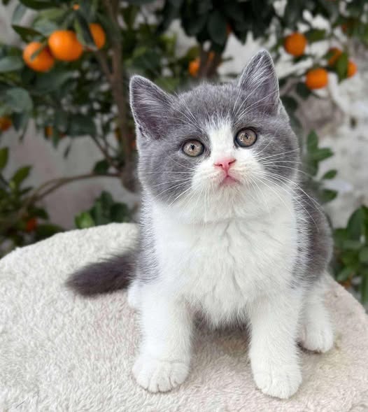 British Shorthair
