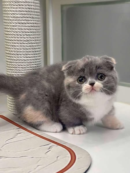Munchkin Fold