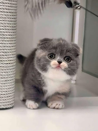Munchkin Fold