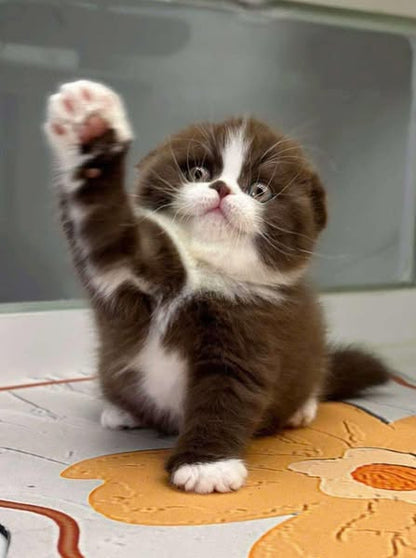 Scottish Fold