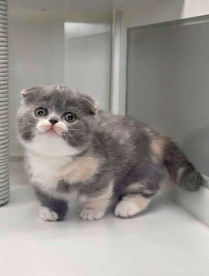 Munchkin Fold