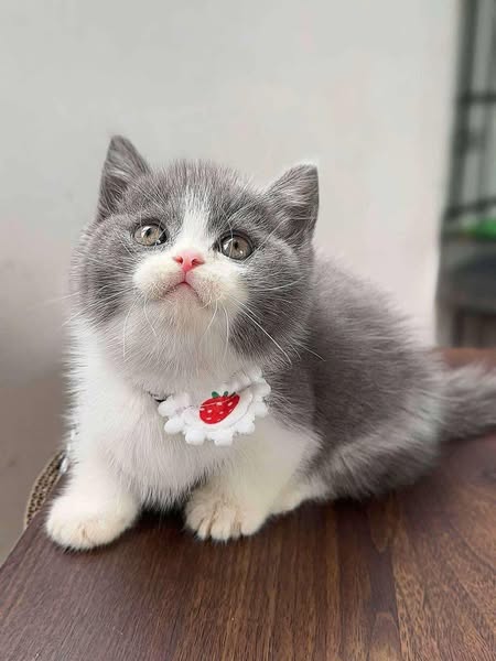 Munchkin