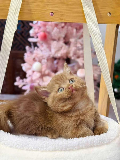 Munchkin
