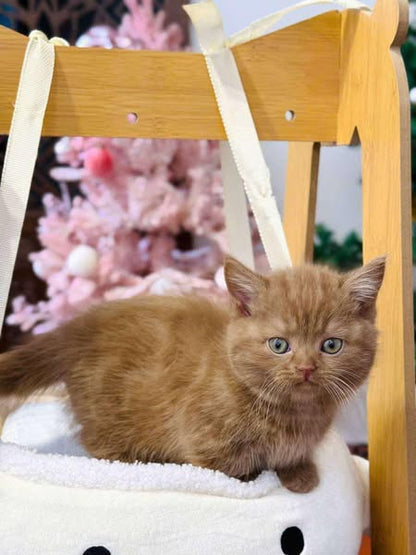 Munchkin