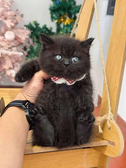 Munchkin