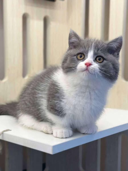 Munchkin