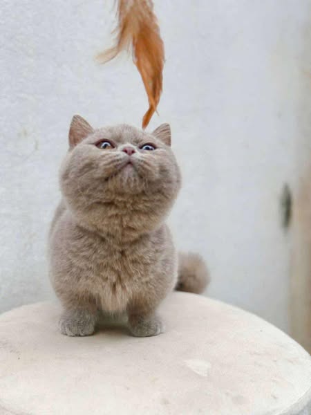 Munchkin